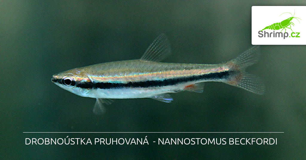 drobnoustka-pruhovana