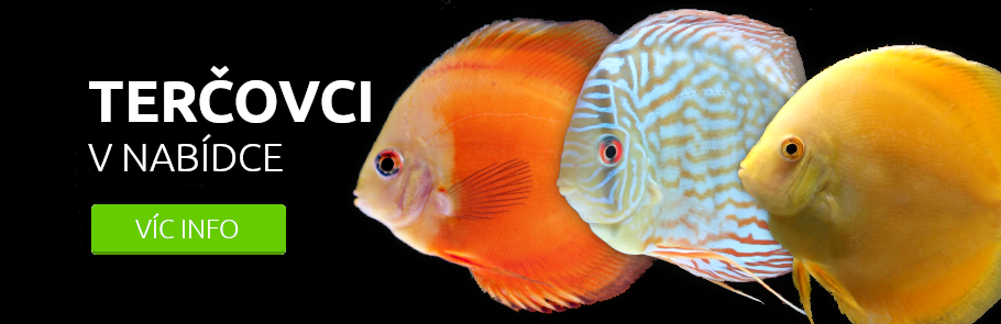 tercovci-v-nabidce