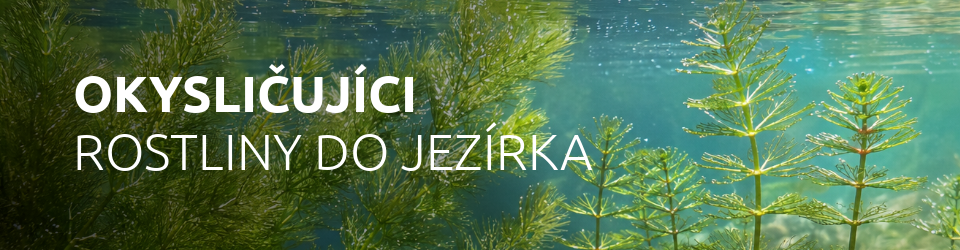 okyslicujici-rostliny-do-jezirka