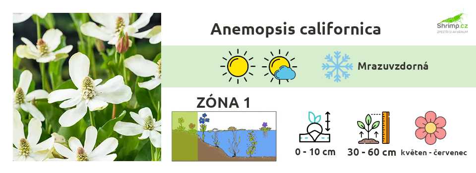 anemopsis-californica