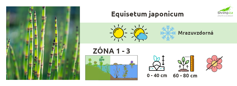 Equisetum-japonicum