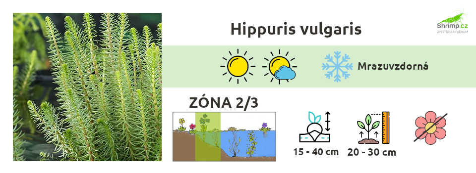 Hippuris-vulgaris-jezirkove-rostliny