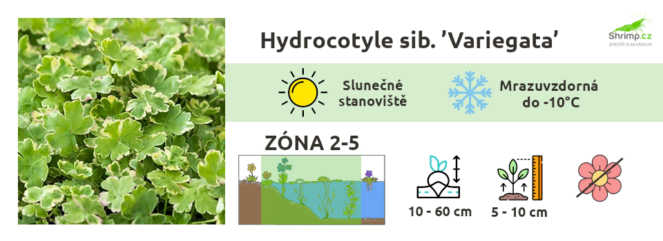 hydrocotyle-variegata
