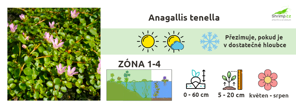 anagallis-tenella