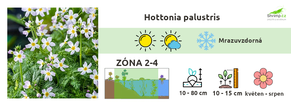 hottonia-palustris-vodni-rostliny
