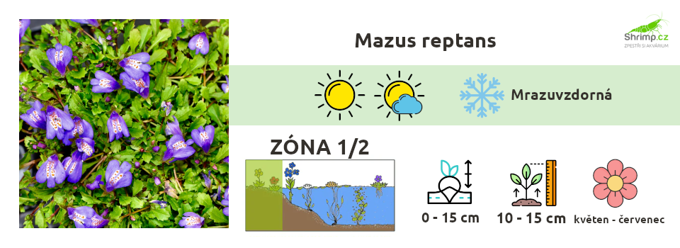 mazus-reptans