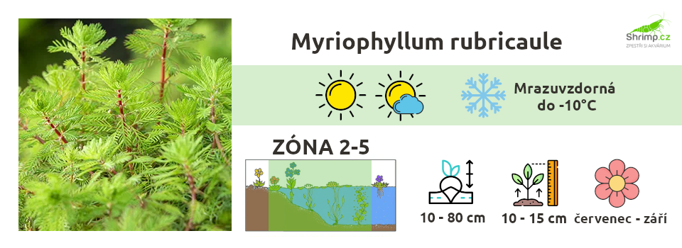 myriophyllum-rubricaule