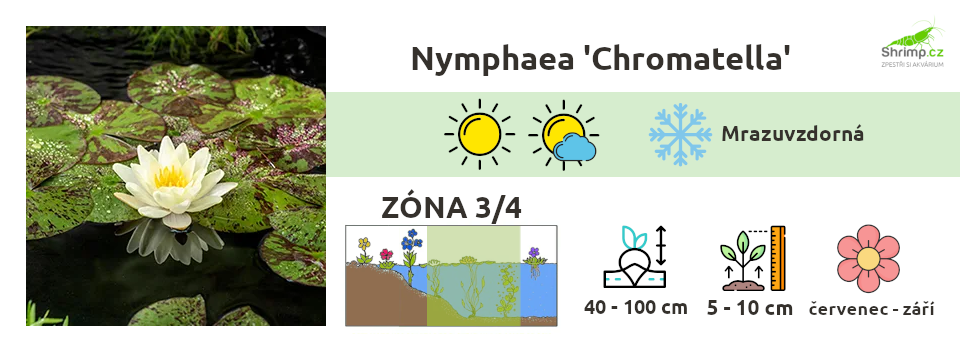 leknin-zluty-do-jezirka