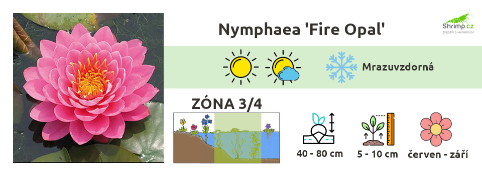 nymphaea-fire-opal