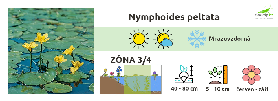 Nymphoides-peltata-leknin