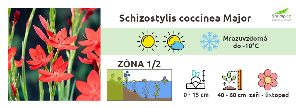 schizostylis-coccinea-lilie