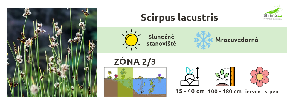 scirpus-lacustris