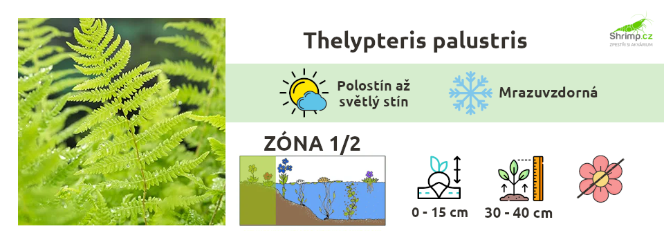 Thelypteris-palustris-kapradinik