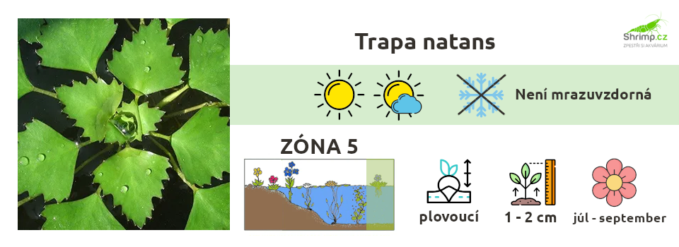 trapa-natans