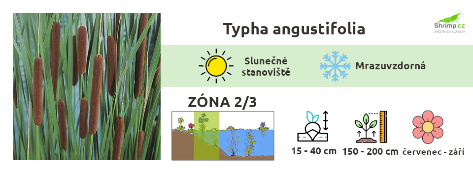typha-angustifolia