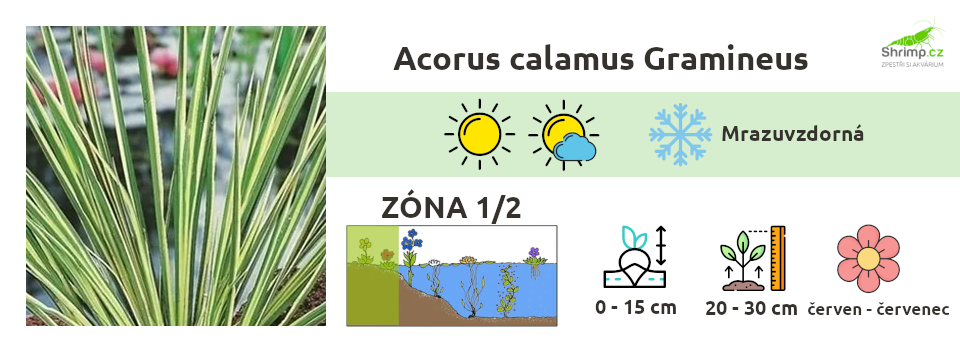Acorus-calamus-gramineus-jezirko
