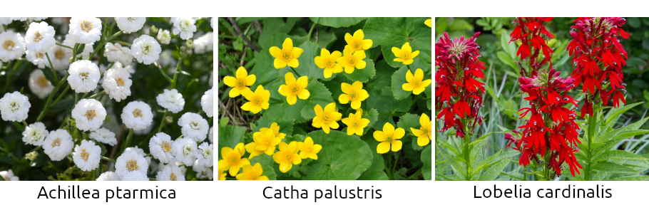 mix-kvetoucich-rostlin-do-jezirka