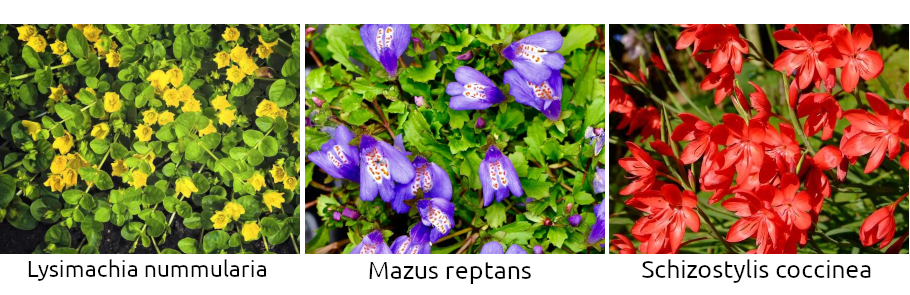 mix-kvetoucich-rostlin