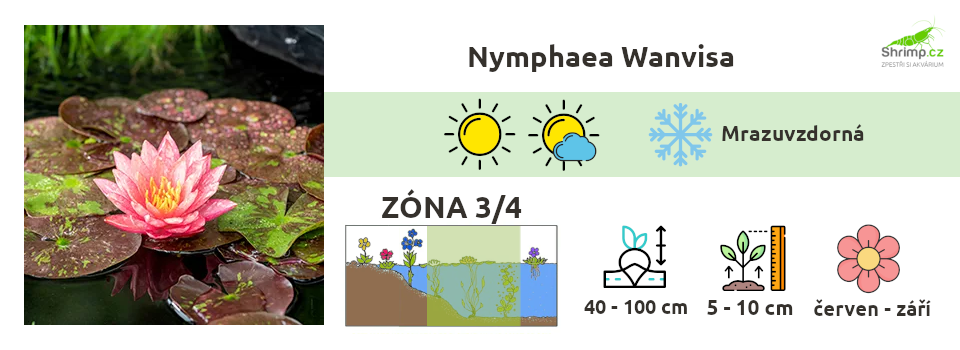 nymphaea-wanvisa-leknin-do-jezirka