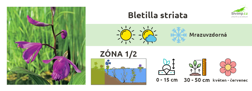 Bletilla-striata-orchidej