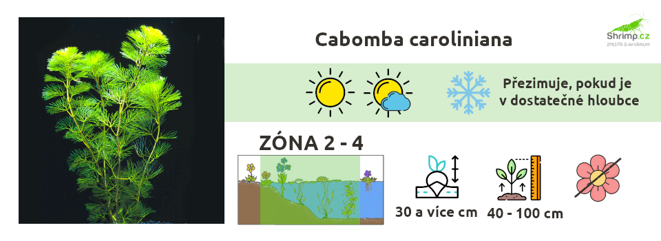 cabomba-jezirko-rostliny