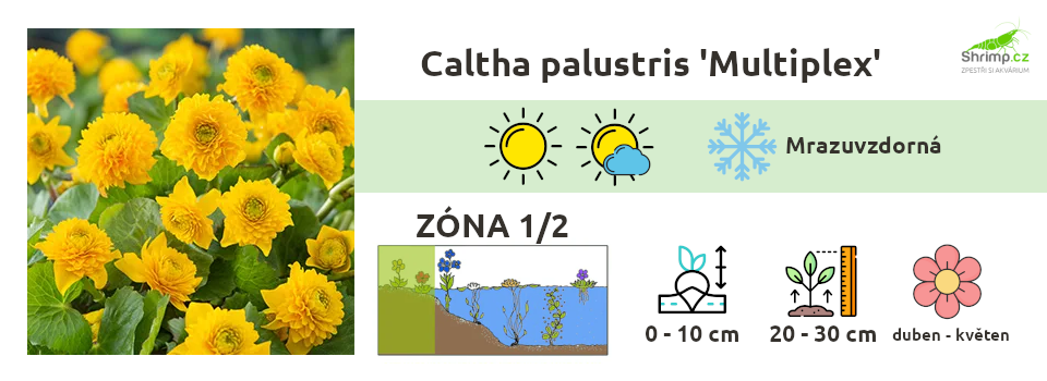 blatouch-bahenni-jezirkove-rostliny