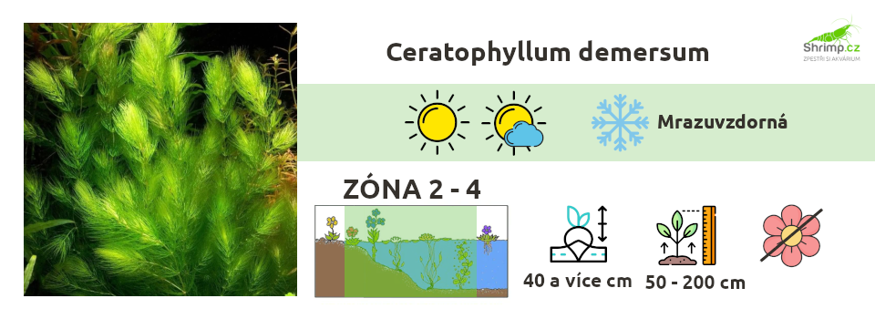 ceratophyllum-demersum-jezirko-rostliny