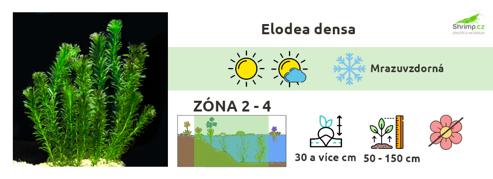 elodea-densa-jezirkove-rostliny