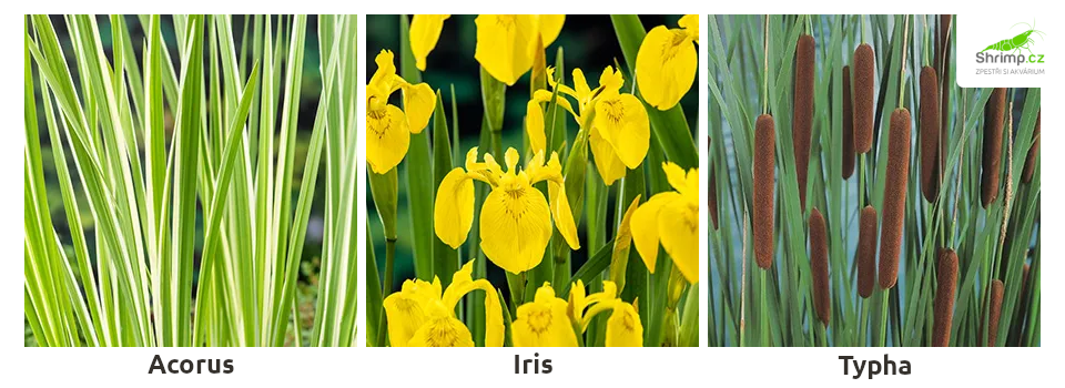 jezirkove-rostliny