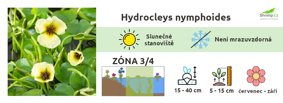 Hydrocleys-nymphoides 