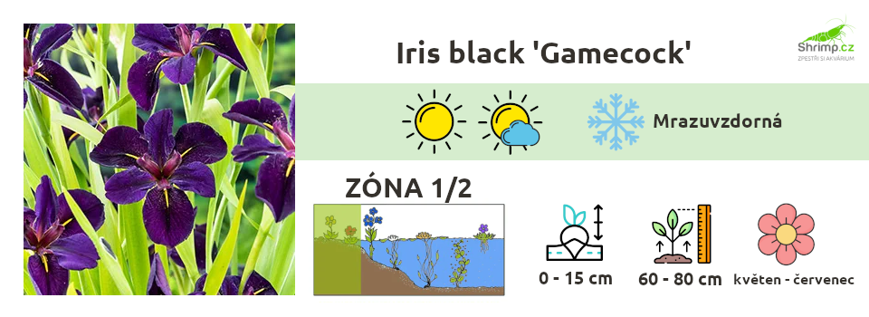 iris-black-gamecock-kosatec