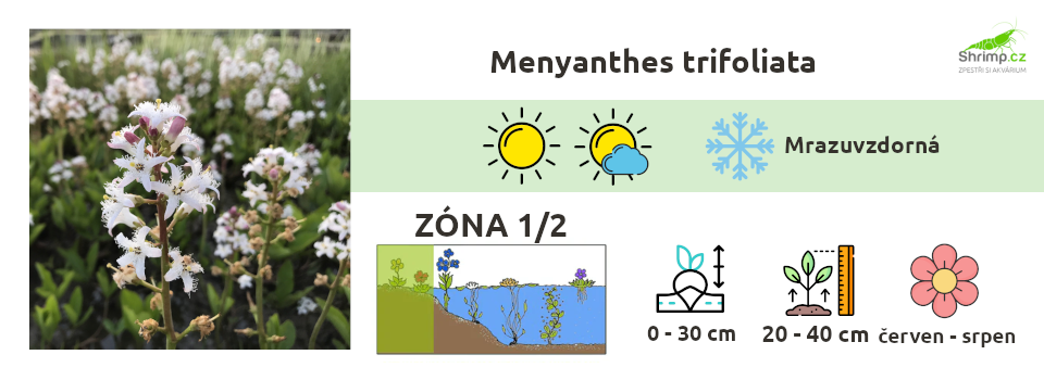 menyanthes-trifoliata-vachta-trojlista