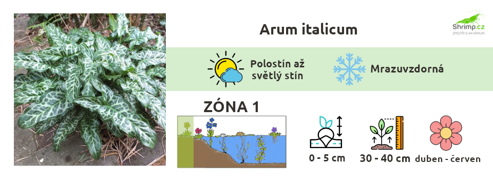 arum-italicum-aron-italsky
