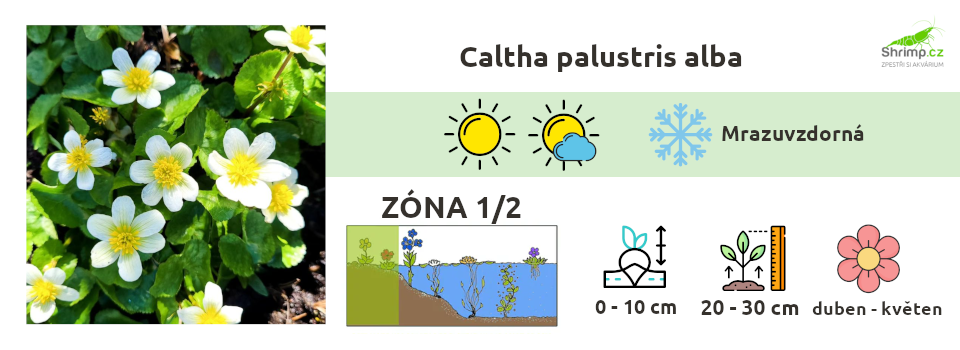 caltha-palustris-alba-blatouch-bahenni