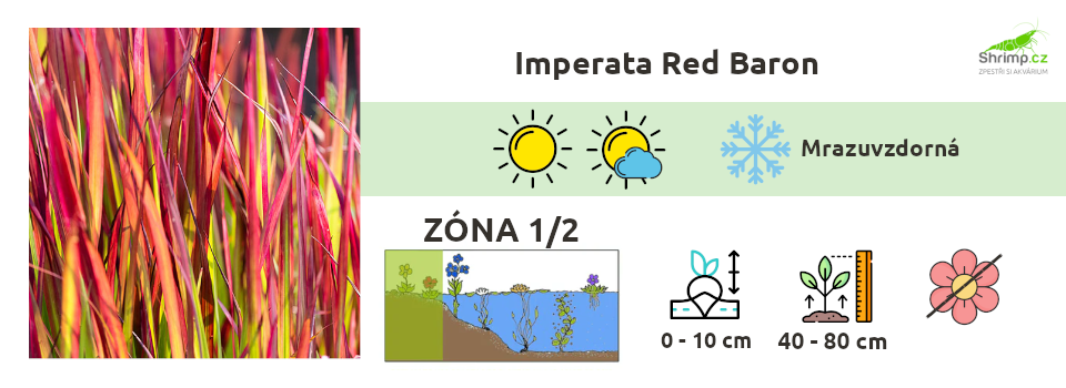 imperata-red-baron