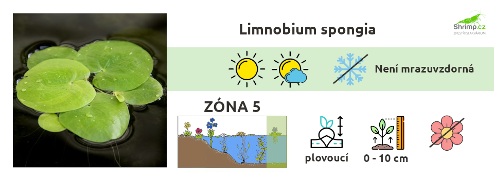 limnobium-spongia