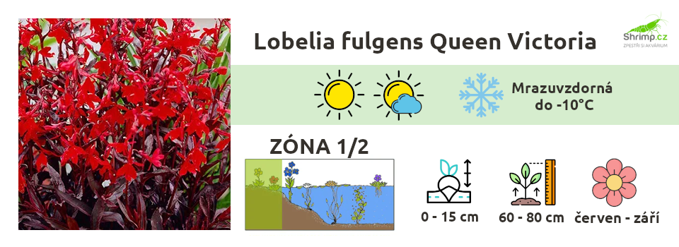 lobelia-fulgens-queen-victoria