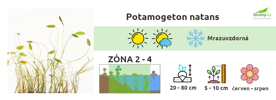 potamogeton-natans-informace