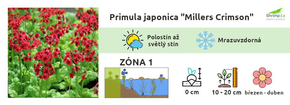 prvosenka-jezirko-rostliny
