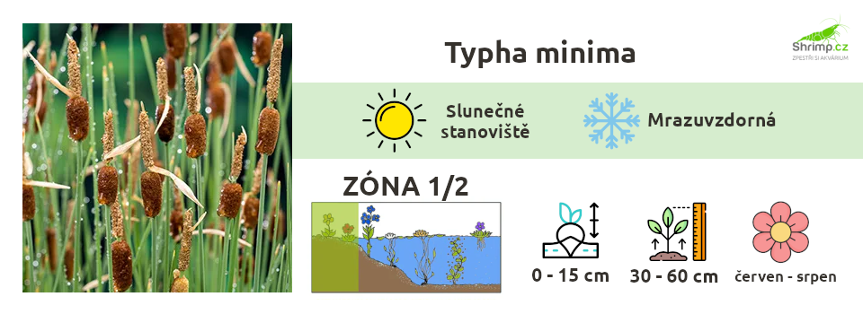 typha-minima