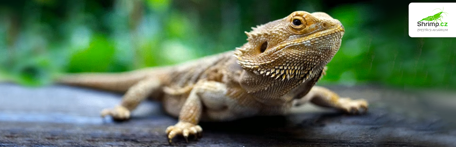 agama-vousata