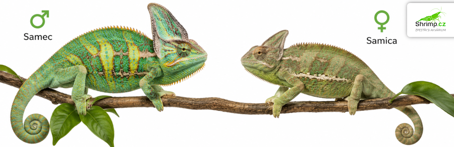 chameleon-porovnani-samec-samice