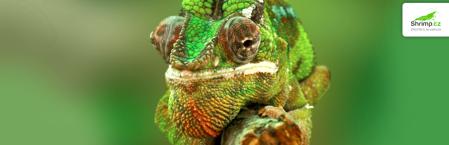 chameleon-jemensky