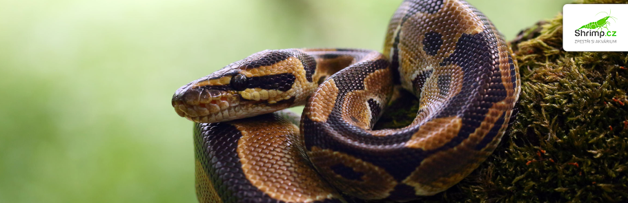 krajta-kralovska-ball-python