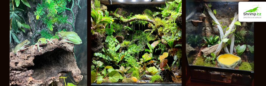 terarium-pro-zaby-rosnice-sina