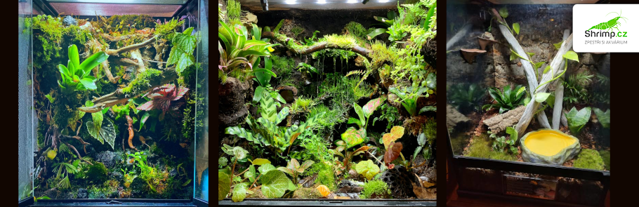 terarium-rosnicka-karolinska