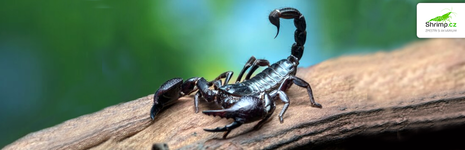 stir-petersuv-heterometrus-petersi