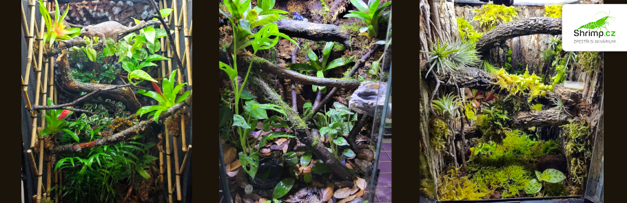 terarium-pro-chameleona