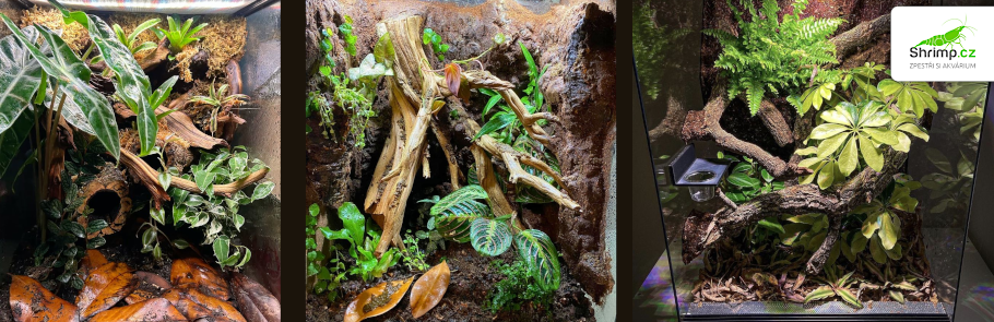terarium-pagekon-rasnaty