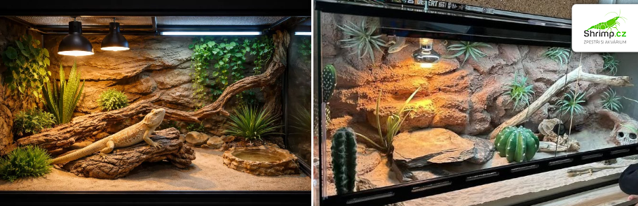 terarium-pro-agamu-vousatou